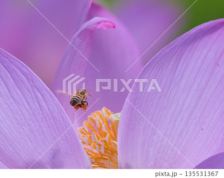 蓮の花を飛ぶミツバチ 135531367