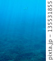青い海と海亀 135531855