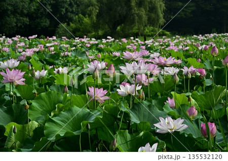 古河市総合公園の花咲く大賀ハス池 古河市総合公園の花咲く大賀ハス池 135532120