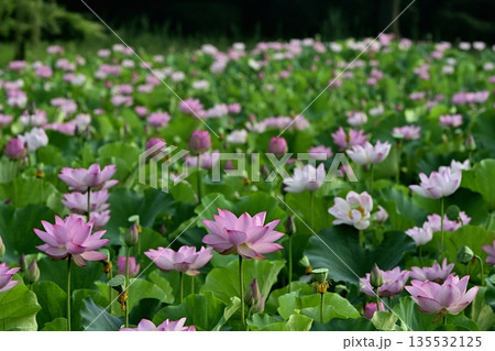 古河市総合公園の花咲く大賀ハス池 135532125