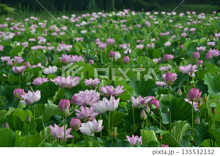 古河市総合公園の花咲く大賀ハス池 古河市総合公園の花咲く大賀ハス池 135532132
