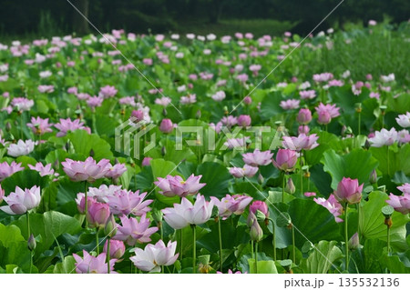 古河市総合公園の花咲く大賀ハス池 135532136