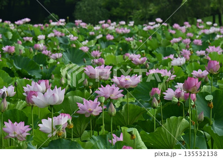 古河市総合公園の花咲く大賀ハス池 古河市総合公園の花咲く大賀ハス池 135532138