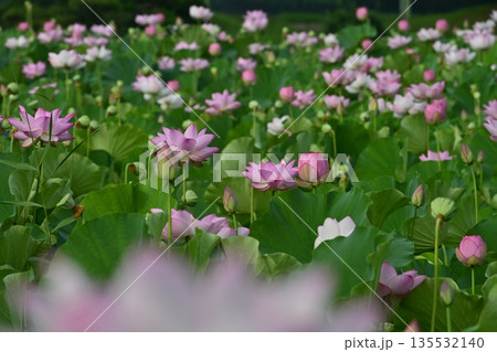 古河市総合公園の花咲く大賀ハス池 135532140