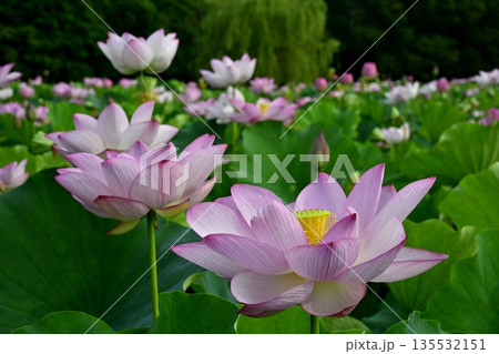 古河市総合公園の花咲く大賀ハス池 135532151