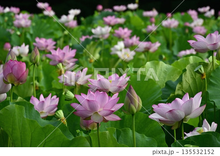 古河市総合公園の花咲く大賀ハス池 135532152