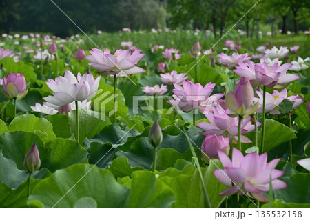古河市総合公園の花咲く大賀ハス池 135532158