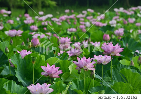 古河市総合公園の花咲く大賀ハス池 古河市総合公園の花咲く大賀ハス池 135532162