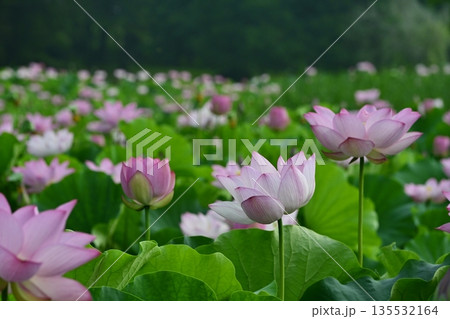 古河市総合公園の花咲く大賀ハス池 135532164