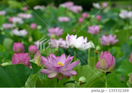 古河市総合公園の花咲く大賀ハス池 135532169