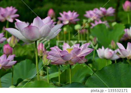 古河市総合公園の花咲く大賀ハス池 古河市総合公園の花咲く大賀ハス池 135532171