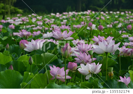 古河市総合公園の花咲く大賀ハス池 古河市総合公園の花咲く大賀ハス池 135532174