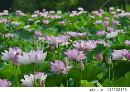 古河市総合公園の花咲く大賀ハス池 135532176