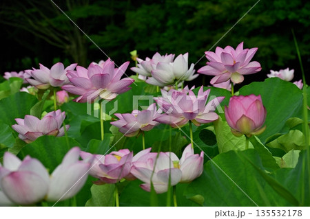 古河市総合公園の花咲く大賀ハス池 135532178