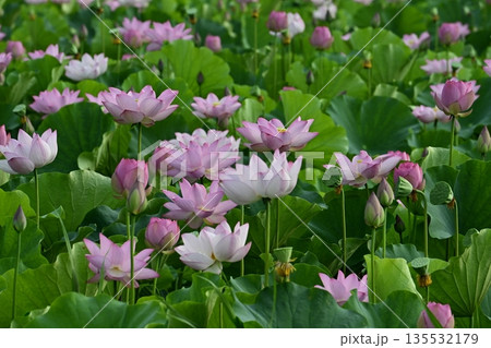 古河市総合公園の花咲く大賀ハス池 135532179