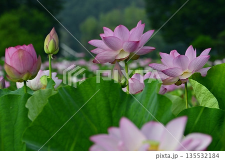古河市総合公園の花咲く大賀ハス池 古河市総合公園の花咲く大賀ハス池 135532184
