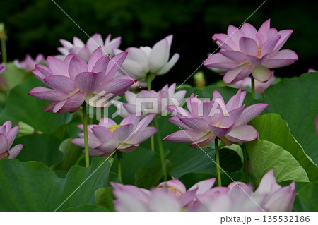 古河市総合公園の花咲く大賀ハス池 古河市総合公園の花咲く大賀ハス池 135532186