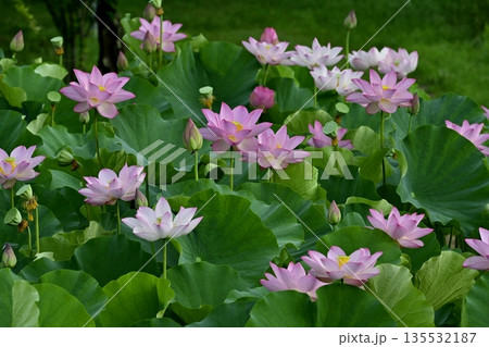 古河市総合公園の花咲く大賀ハス池 古河市総合公園の花咲く大賀ハス池 135532187