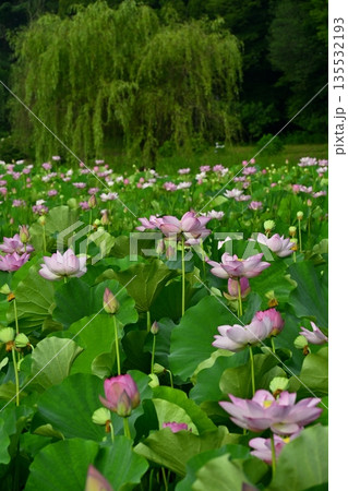 古河市総合公園の花咲く大賀ハス池 古河市総合公園の花咲く大賀ハス池 135532193