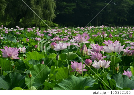 古河市総合公園の花咲く大賀ハス池 古河市総合公園の花咲く大賀ハス池 135532196