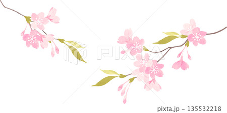 水彩で描いた桜の枝のイラスト 135532218
