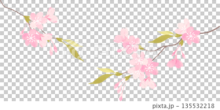 水彩で描いた桜の枝のイラスト 135532218