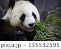 笹を食べるパンダ 135532595