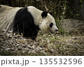 歩いているパンダ 135532596