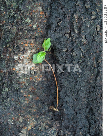 夏の雨に濡れた古木の幹から生える若葉 135533207