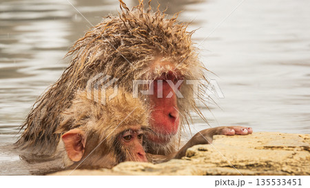 スノーモンキー（地獄谷野猿公苑） 135533451