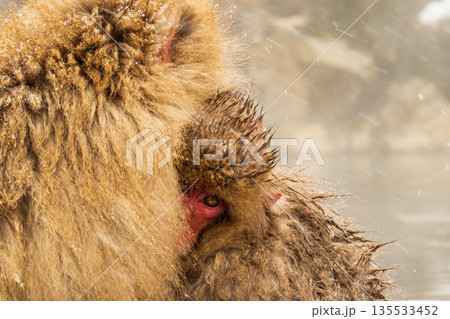 スノーモンキー(地獄谷野猿公苑) スノーモンキー(地獄谷野猿公苑) 135533452