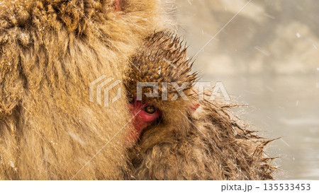 スノーモンキー（地獄谷野猿公苑） 135533453