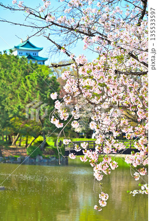 《愛知県》春の名城公園と名古屋城 135533597
