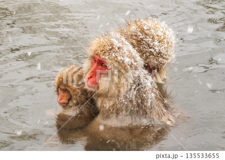 スノーモンキー（地獄谷野猿公苑） 135533655