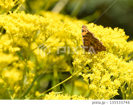 オミナエシの蜜を吸うキタテハ オミナエシの蜜を吸うキタテハ 135533748