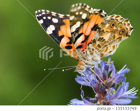 花の蜜を吸うヒメアカタテハ 135533749