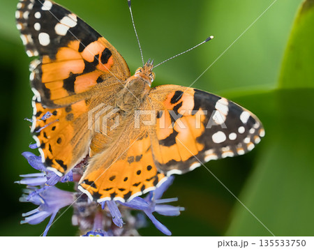 綺麗なヒメアカタテハ 135533750