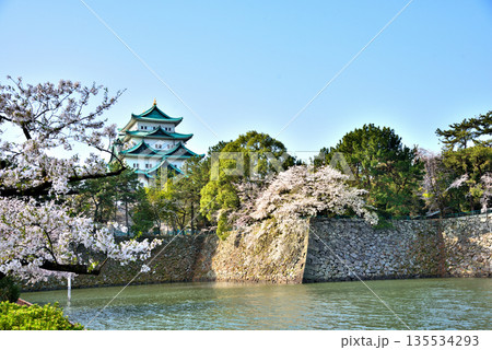 《愛知県》春の名古屋城と満開の桜 《愛知県》春の名古屋城と満開の桜 135534293
