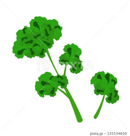 シンプルなパセリのイラスト シンプルなパセリのイラスト 135534650