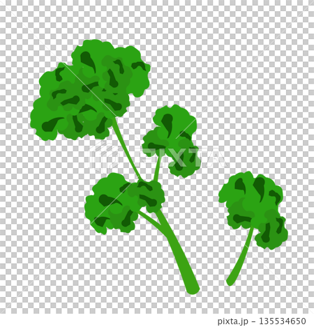 シンプルなパセリのイラスト シンプルなパセリのイラスト 135534650