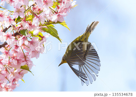 満開の桜の蜜を探すメジロ 135534678