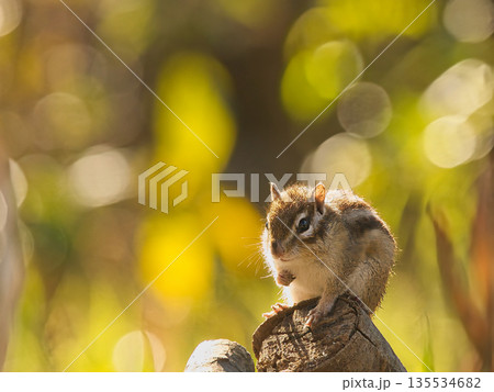 木の実を食べるリス 135534682