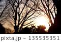 夕日に照らされ、浮かび上がる樹木のシルエット 135535351
