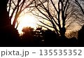 夕日に照らされ、浮かび上がる樹木のシルエット 135535352