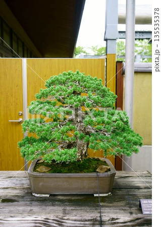 9631 盆栽 五葉松 「明光」 BONSAI 9631 盆栽 五葉松 「明光」 BONSAI 135535378