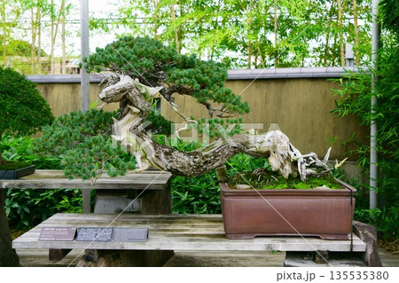9633 盆栽 五葉松 「青龍」 BONSAI 9633 盆栽 五葉松 「青龍」 BONSAI 135535380