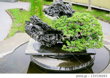 9634 盆栽 五葉松 BONSAI 9634 盆栽 五葉松 BONSAI 135536083