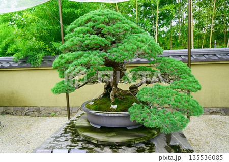 9636　盆栽　五葉松　「千代の松」　BONSAI 135536085