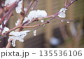 雪をかぶった庭の桃の木 135536106
