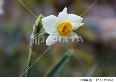 春先に咲くスイセンの花 春先に咲くスイセンの花 135536308